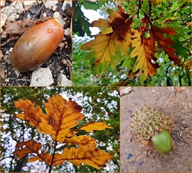 Őszülő tölgy... :)