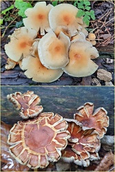 Sárga kénvirággomba két stációja :)