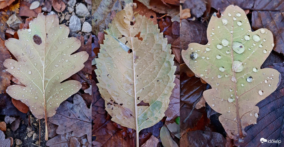 Némi eső után az erdőben 1. :)