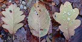 Némi eső után az erdőben 1. :)