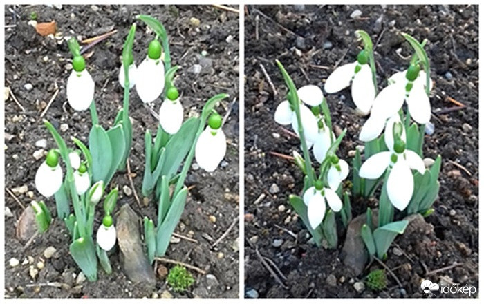 Hóvirágok egy hete és most!