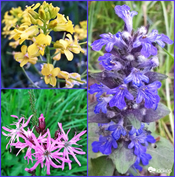 Egy erdei séta szépségei 