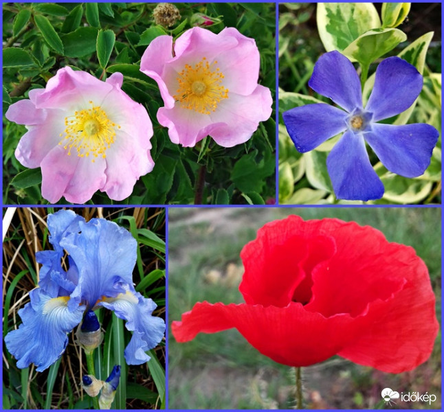 Májusi színkavalkád :)