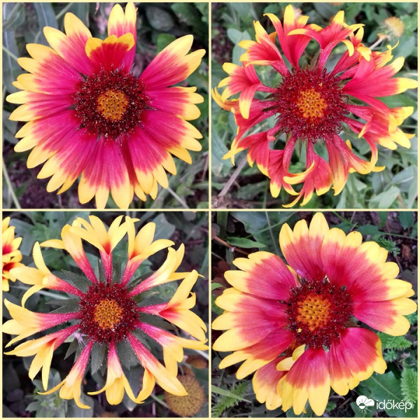 Kokárdavirág 4 arca :)