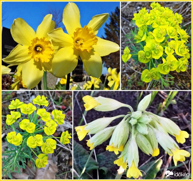 Variációk sárgára :)