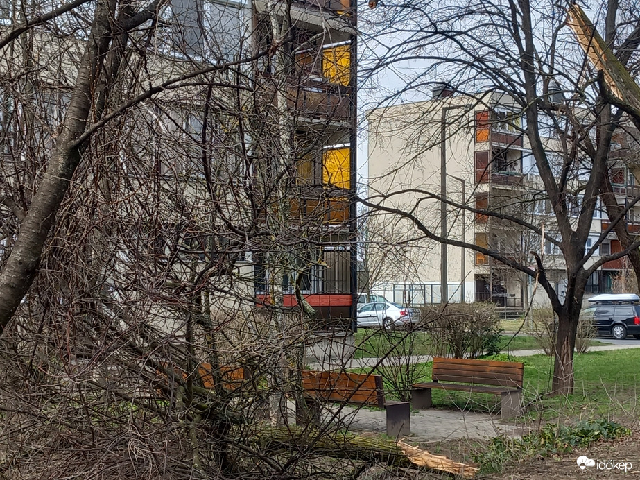 Kidőlt egy fa Esztergomban