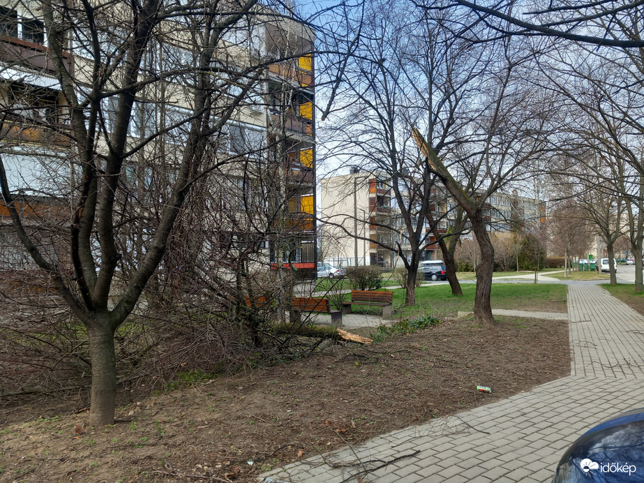 Kidőlt egy fa Esztergomban