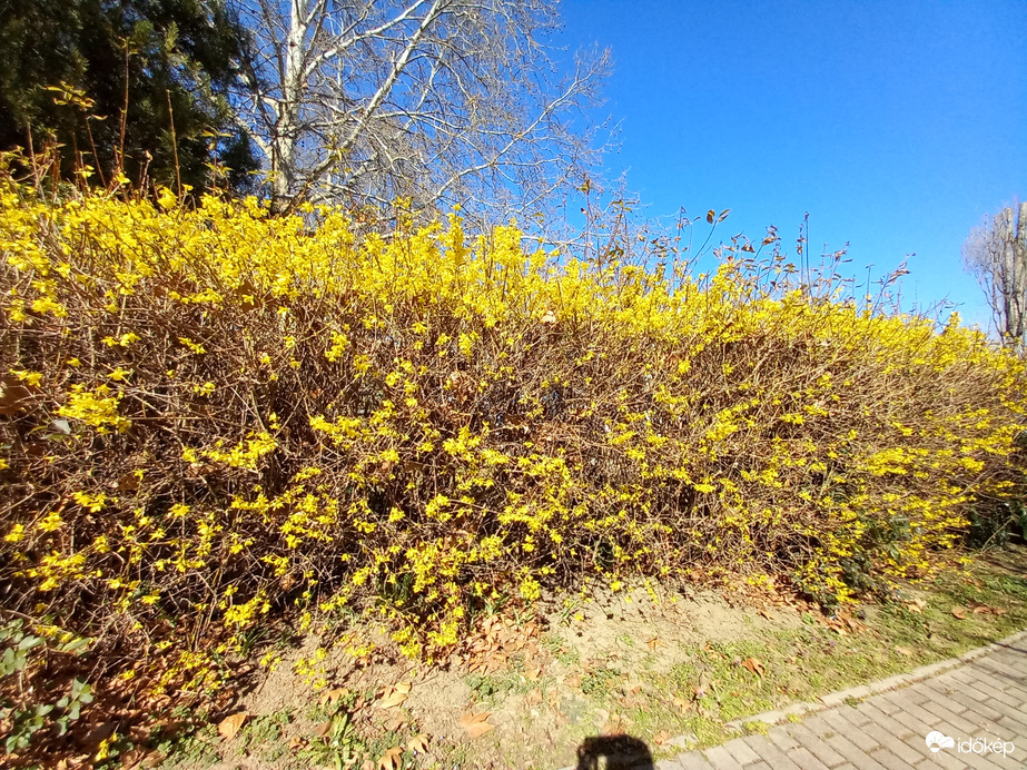Aranyeső márciusban Esztergom