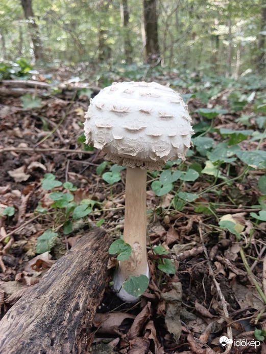 Piruló őzlábgomba