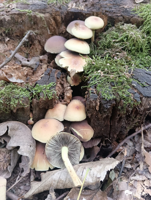 Sárga kénvirággomba 1.b (lemezes)