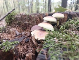 Sárga kénvirággomba 1.a