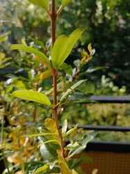 A gránátalma fa legújabb vadállata