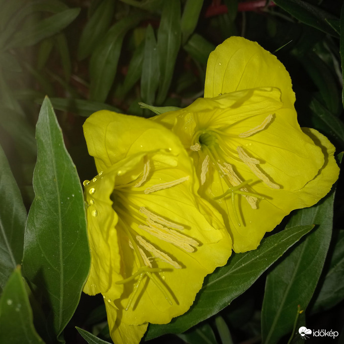 Este nyíló ligetszépe.