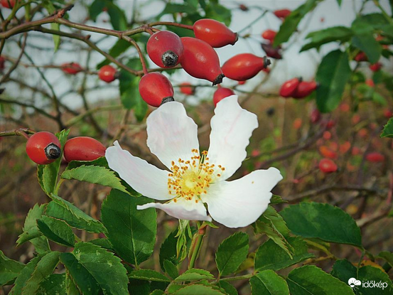 Virágzik a csipkebogyó.