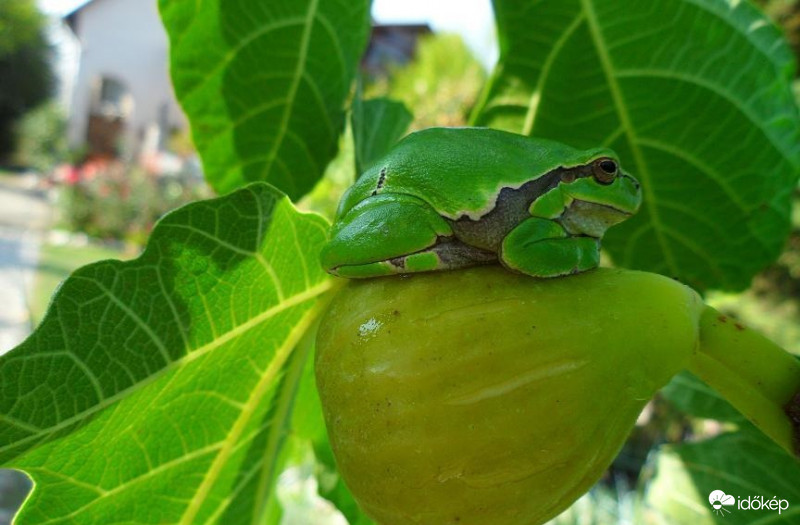 BÉKA Már harmadszor tünik el képem amit felteszek. Fel vagyok nagyon hábrodva!!