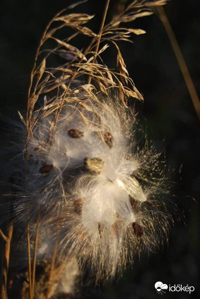 Manocska ismét, mert eltünt!