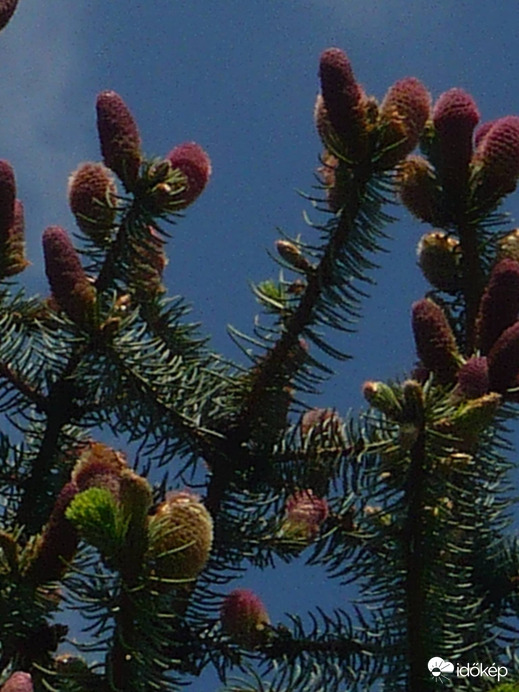 Ezüst fenyő virágzása