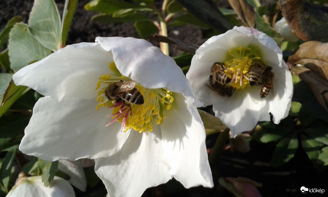 Ébredezik a tavasz!