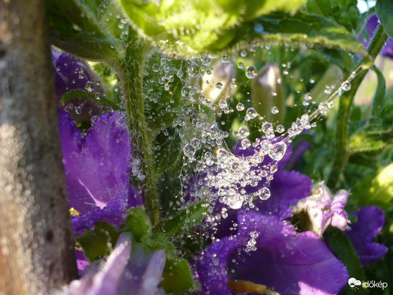 Vizcseppes pókháló