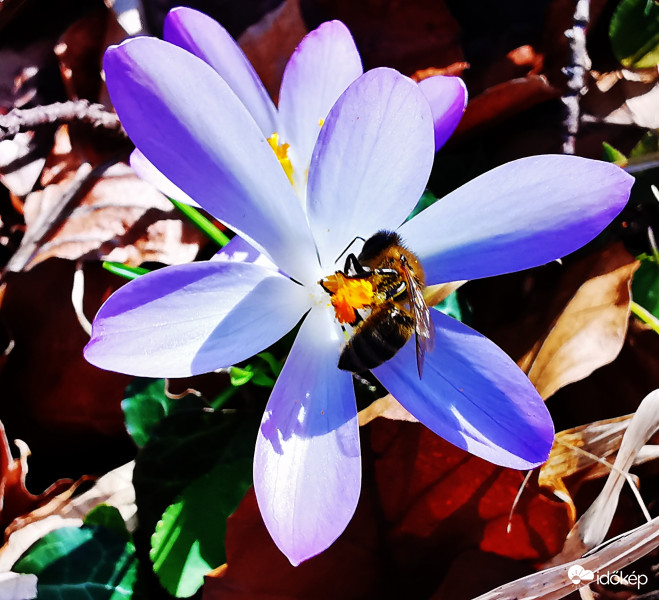 Már nagyon hiányzott