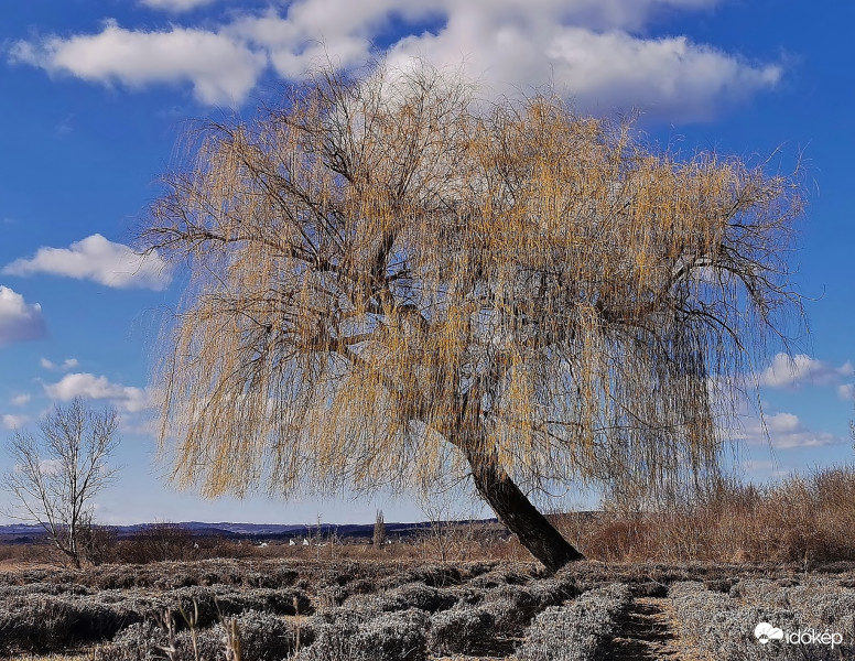 Csak kicsit szomorú