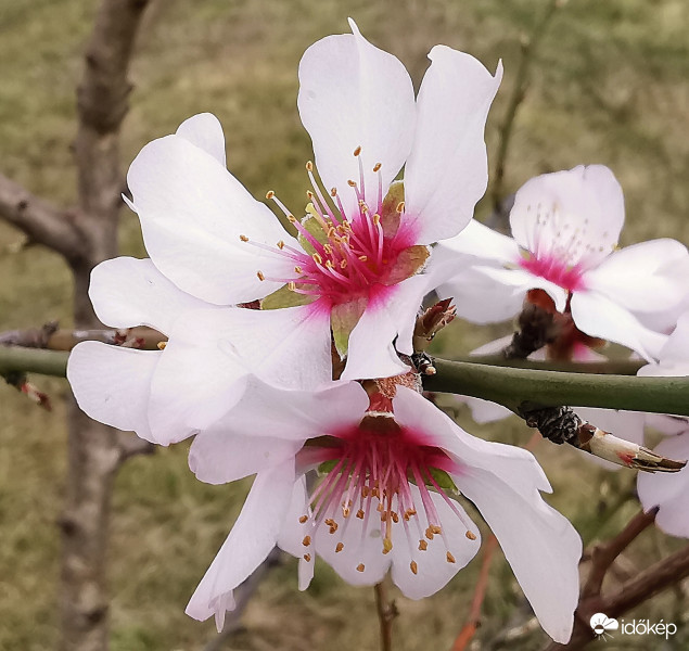 Mandulavirágzás 