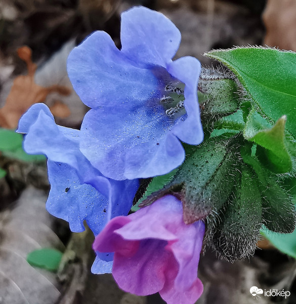 Lasú ébredés a Bakonyban