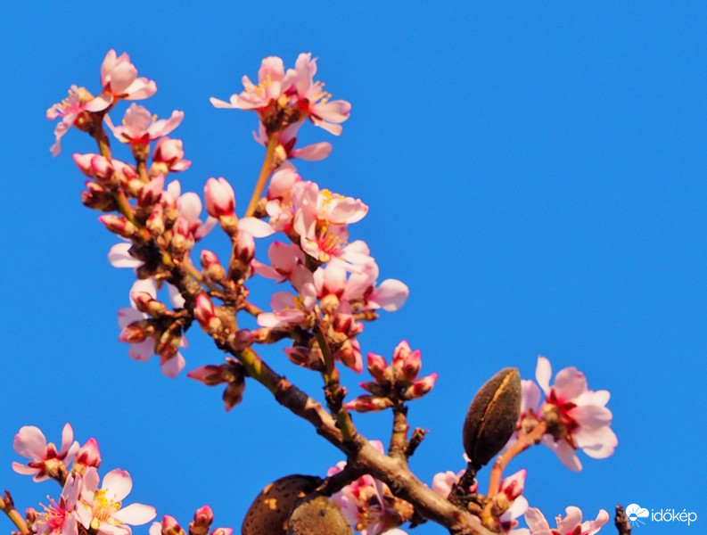 Mandulavirágzás ma Pécselyen