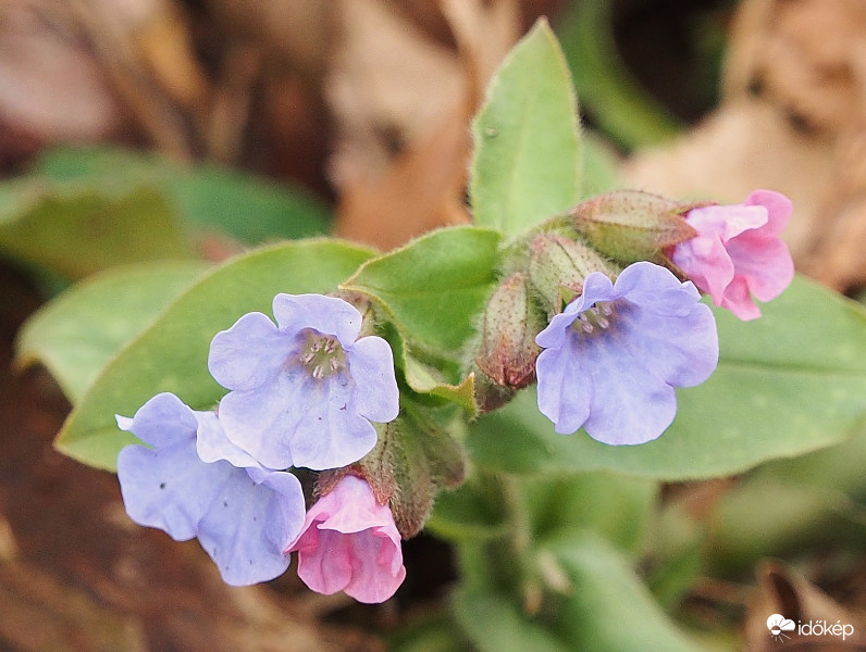 Nagyon picike, de gyönyörű.