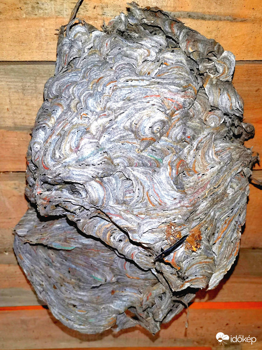 Elhagyott lódarázsfészek a tetőtérben. 