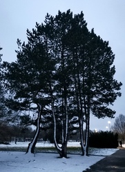 Esteledik - 3 havas fenyő napnyugta után 