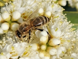 Gyűjtögető méh a babérmeggy virágán. 