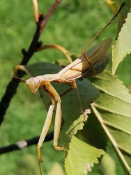 Egymásra csodálkozva. 