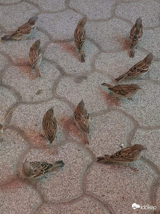 1 m sem volt túl közeli a balatonfenyvesi verebeknek a vendéglátós asztalok mellett a nyáron. 