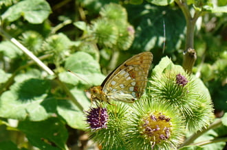 Amikor még forró nyár volt... (Fiam fotója 2015)) tó