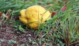 Hull az alma a fáról...