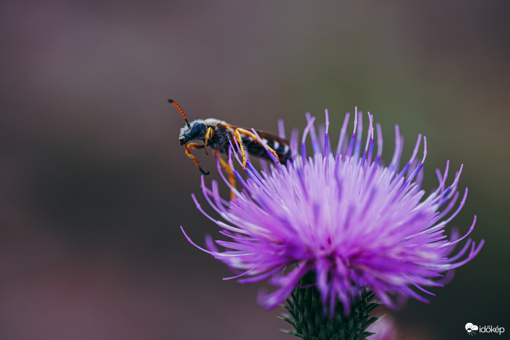 Nektártánc a bogáncson 