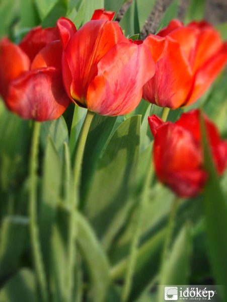 Tulipánok.