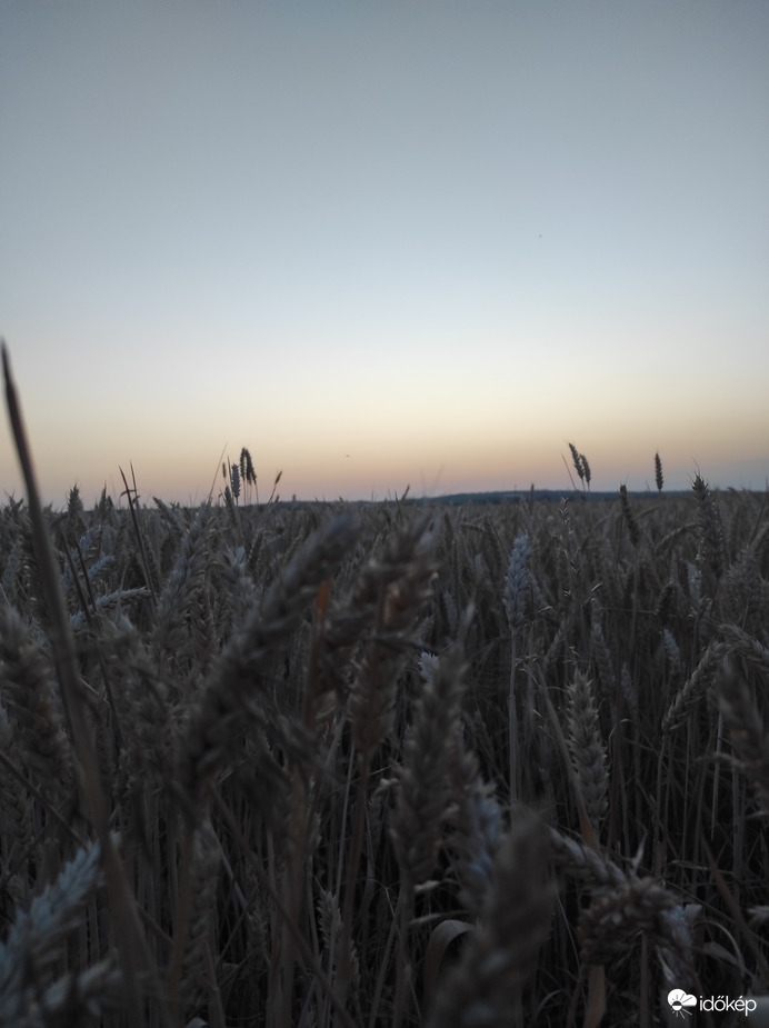 Búza mező naplemente után