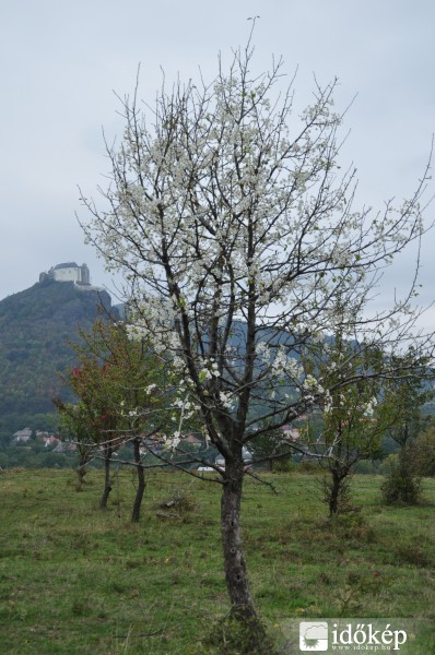 VADKÖRTEFA FEHÉRET VIRÁGZIK 2015.10.10