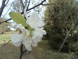 Virágzás a szivafán, - tavasz az őszben