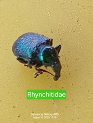 Rhynchitidae.