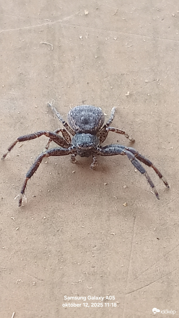 Mai vendég pók Csegöld 