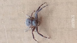 Mai vendég pók Csegöld 