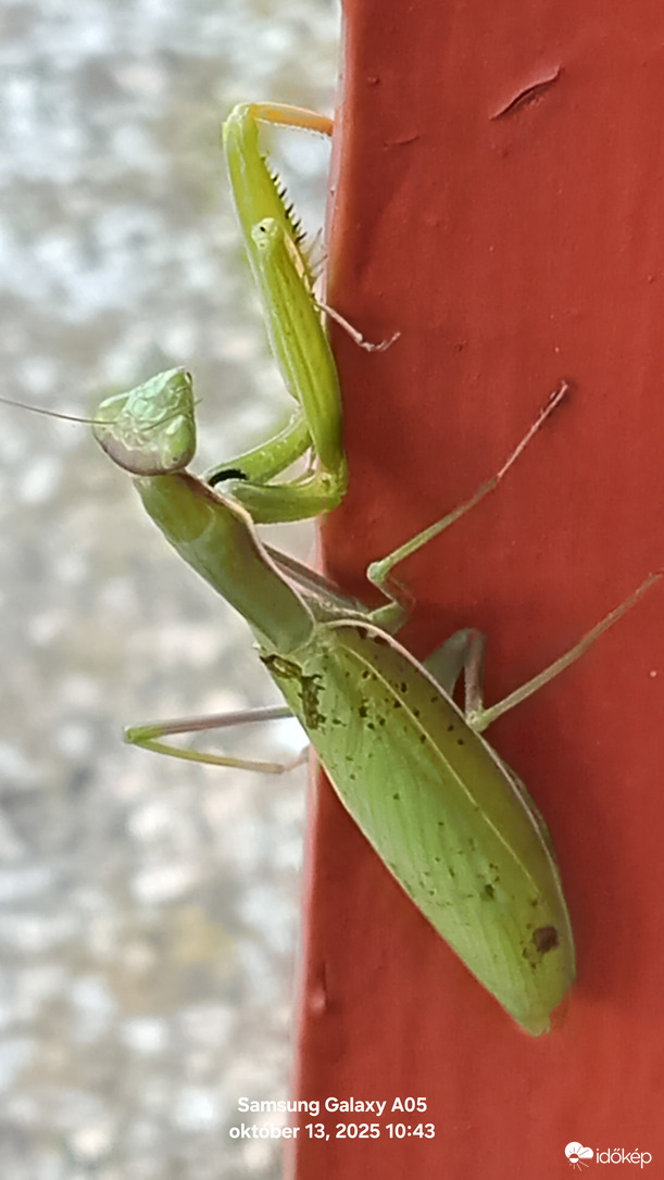 Mai vendég Imádkozó sáska. Csegöld 