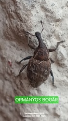 Mai vendég ormányos bogár.Csegöld