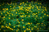 Caltha palustris