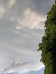 Békéscsaba