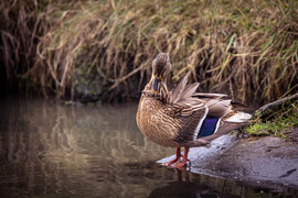 Ebből most húzok egyet