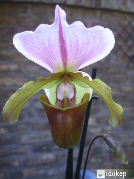 Paphiopedilum